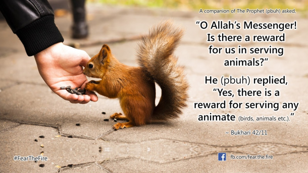 Kindness to Animals. | AMuslimMama